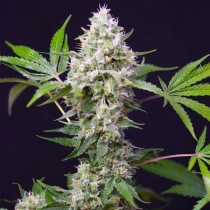 Sweet Amnesia Haze XL Auto Sweet Seeds 