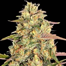 Amnesia Lemon – Barney's Farm