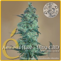 Amnesia Haze - Ultra CBD - Elite Seeds