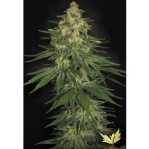 Allkush - Paradise Seeds