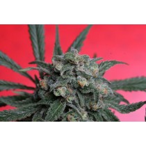 A-Train Regular – T.H. Seeds