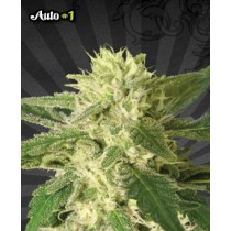 Auto #1 – Auto Seeds