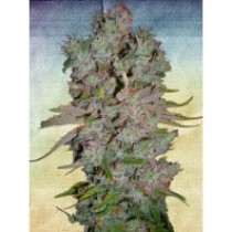 Auto Blueberry Domina – Ministry Seeds