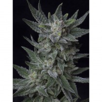 semillas auto bubblegum de th seeds