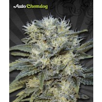 Auto Chemdog – Auto Seeds