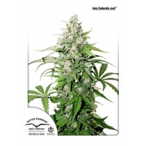 Auto Cinderella Jack - Dutch Passion