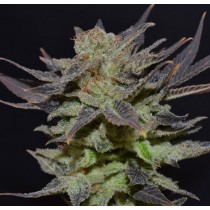 Auto Lavender CBD Seeds