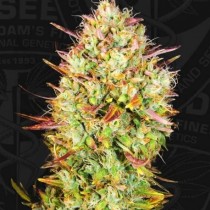 comprar semillas mk ultra de th seeds