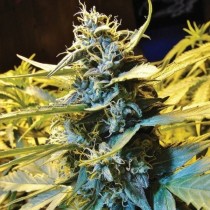 comprar semillas auto northern hog de th seeds