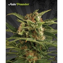 Auto Pounder With Cheese – Auto Seeds