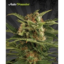 Auto Pounder – Auto Seeds