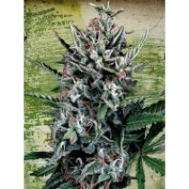 Auto Silver Bullet – Ministry Seeds