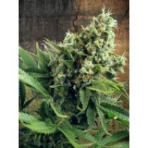 Auto White Widow – Ministry Seeds