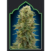 Auto Afghan Mass – 00 Seeds