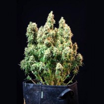Amnesia Haze Auto – Royal Queen