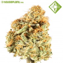 Auto Critical- Houseplant Seeds - 1 Semilla Feminizada