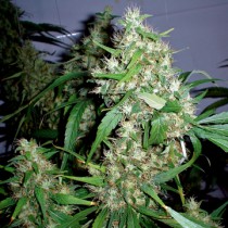 Critical Rapido Auto – Barney's Farm