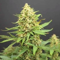  Auto Jack - Paradise Seeds