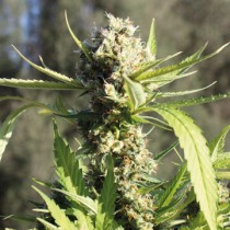 Little Cheese Auto – Barney's Farm