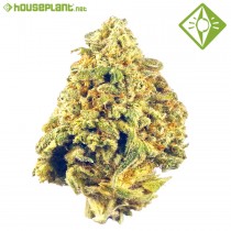 Auto Maxi Haze - Houseplant Seeds