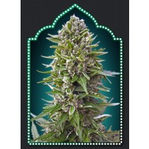 Auto Northern Lights – 00 Seeds