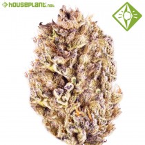 Auto Purple Punch - Houseplant Seeds