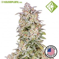 AUTO RUNTZ. - Houseplant Seeds - 22% THC