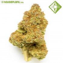 Auto Skunk - Houseplant Seeds - 19% T.H.C.