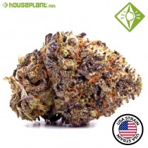 AUTO TROPICANA COOKIES. - Houseplant Seeds - 27% THC