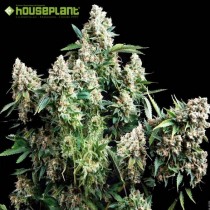 Auto Tutankhamon – Pyramid Seeds