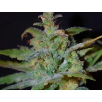 Auto AK – Female Seeds