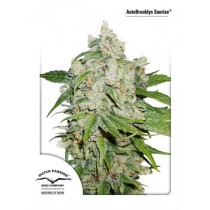 AutoBrooklyn Sunrise - Dutch Passion