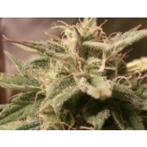 Auto Bubble – Female Seeds