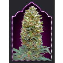 Auto Bubble Gum – 00 Seeds