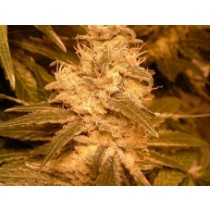 Auto Kush – Female Seeds