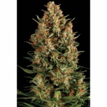 Auto Wembley – Pyramid Seeds