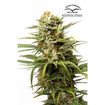 Auto White Widow – Dutch Passion