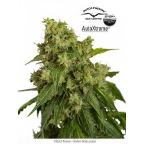 AutoXtreme - Dutch Passion