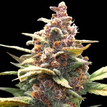 Ayahuasca Purple - Barney´s Farm