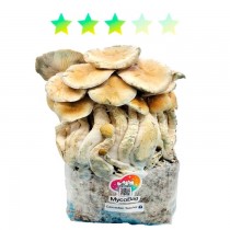 Cascadian Teacher – Mini Myco Bag