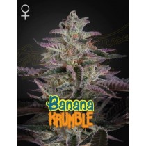 Banana Krumble - Green House Seeds