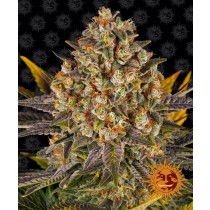 Banana Punch - Barney´s Farm