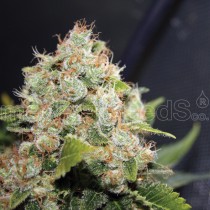 BCN-Sour-Diesel-Medical-Seeds