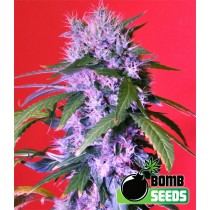 Berry Bomb - Bomb Seeds