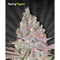 Berry Ryder – Auto Seeds