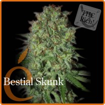 Bestial Skunk – Elite Seeds