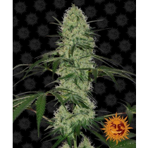 Tangerine Dream Auto - Barney´s Farm 