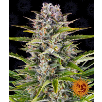 Gorilla Zkittlez Auto - Barney´s Farm