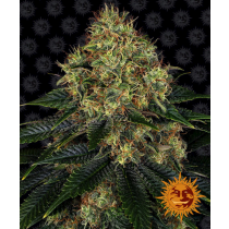 Skywalker OG Auto - Barney´s Farm 