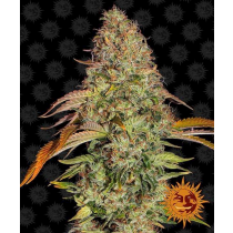 Zkittlez OG Auto - Barney´S Farm